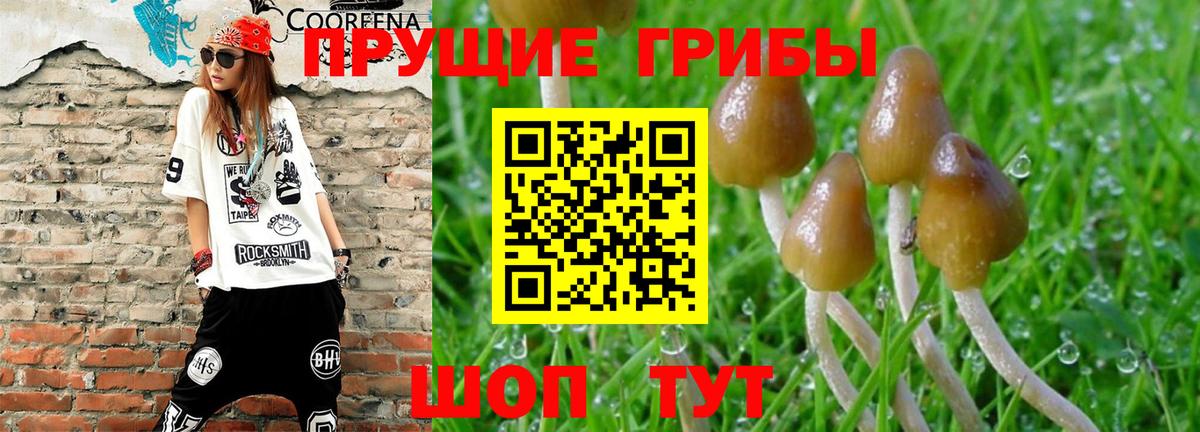 Лесозаводск  Псилоцибиновые грибы Psilocybe  Вход с VPN 
